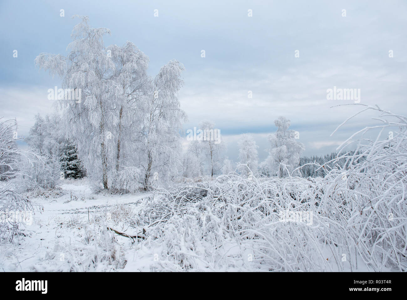 Inverno alberi coperti di brina, rime e neve Foto Stock