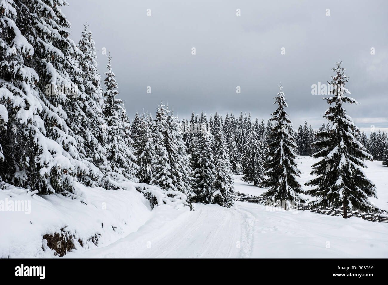 Inverno alberi nelle montagne coperte di neve fresca Foto Stock