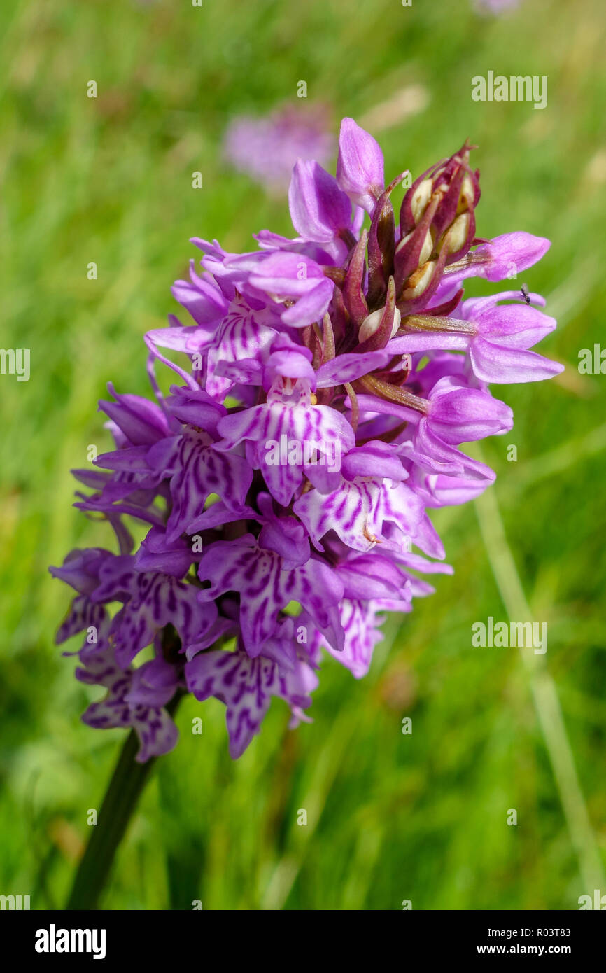 In prossimità di un comune maculato (orchidea Dactylorhiza fuchsii) Testa di fiori Foto Stock