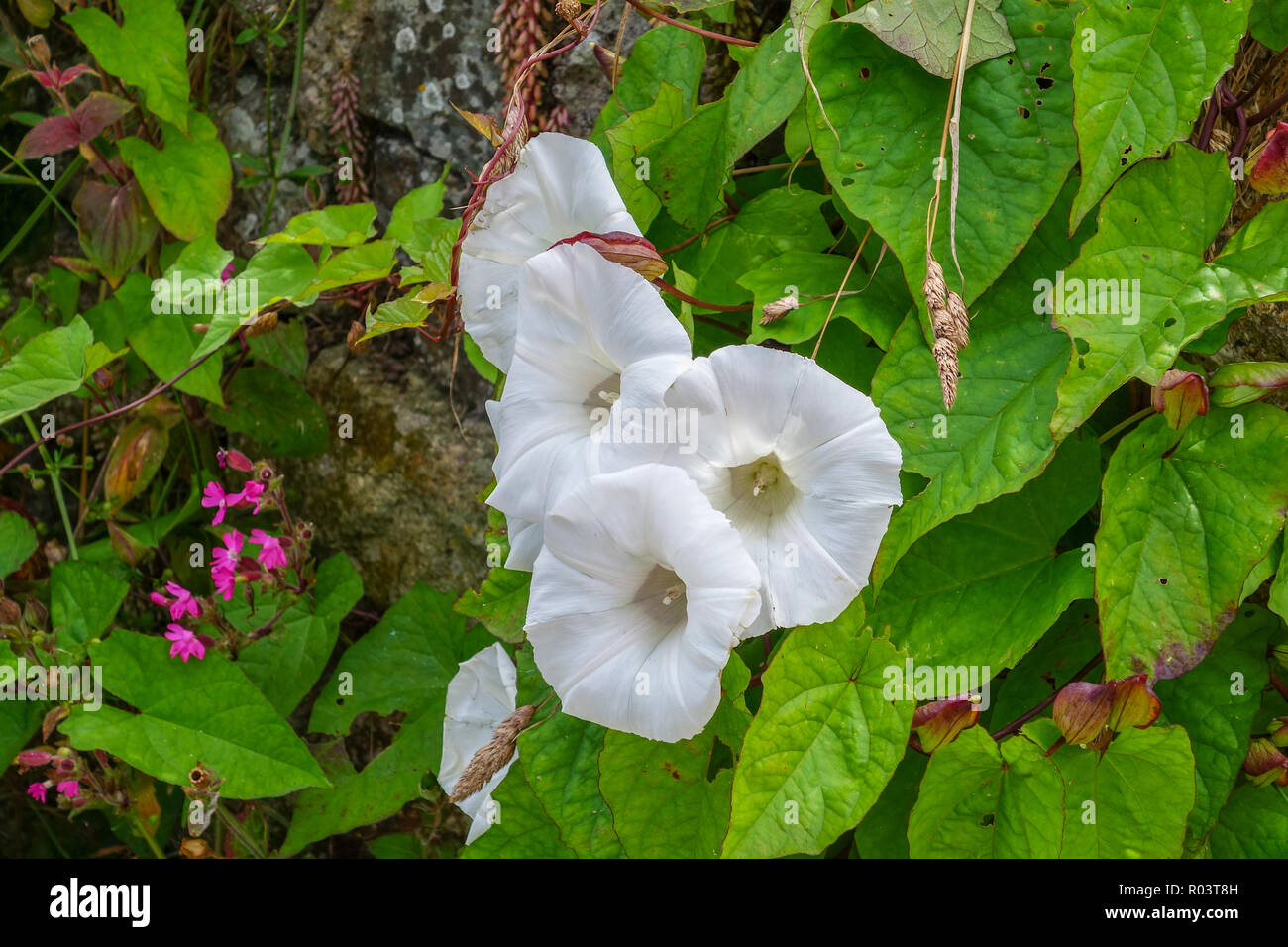 La tromba bianco come fiori di Convolvulus arvense, campo centinodia, centinodia o gloria di mattina Foto Stock