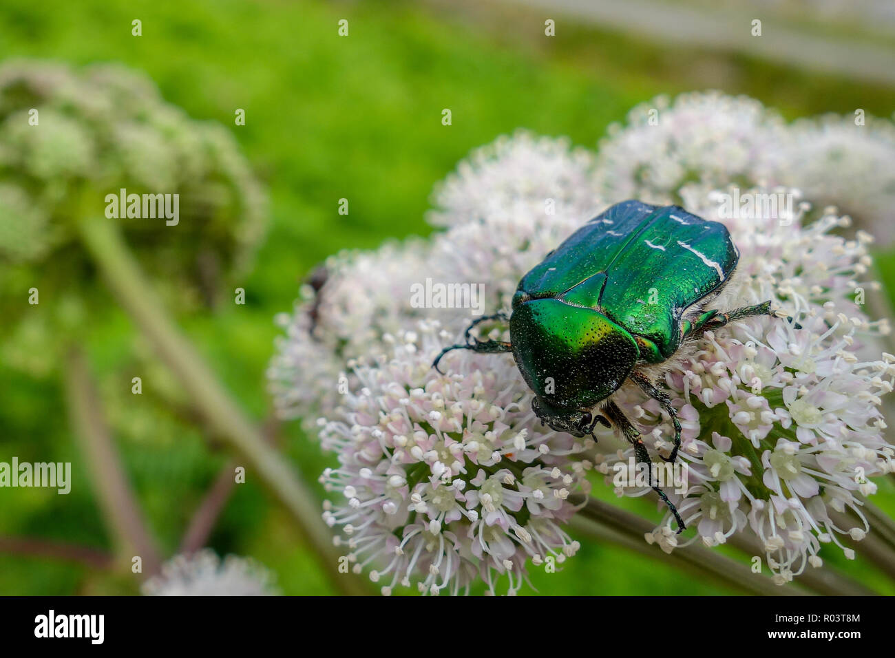 Un verde metallizzato colorato scarabeo iridescente chiamato una rosa Chafer verde o rosa (Chafer Cetonia aurata) su una mucca prezzemolo (Anthriscus sylvestris) impianto Foto Stock
