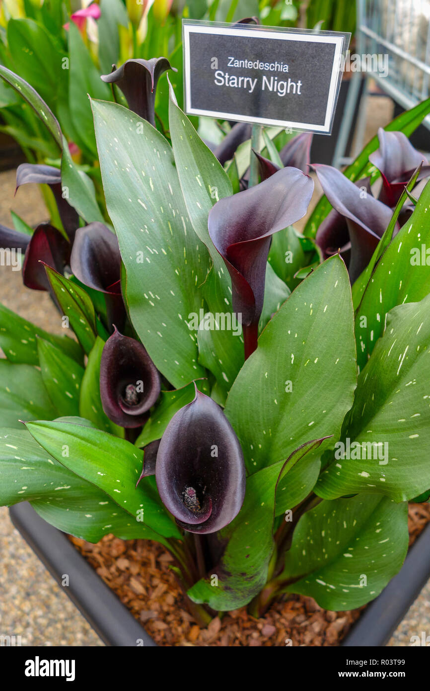 Zantedeschia "Rimani Notte' Foto Stock