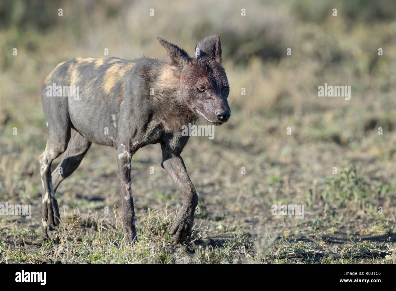 African Wild Dog (Lycaon pictus) camminando sulla savana, Ngorongoro Conservation Area, Tanzania. Foto Stock