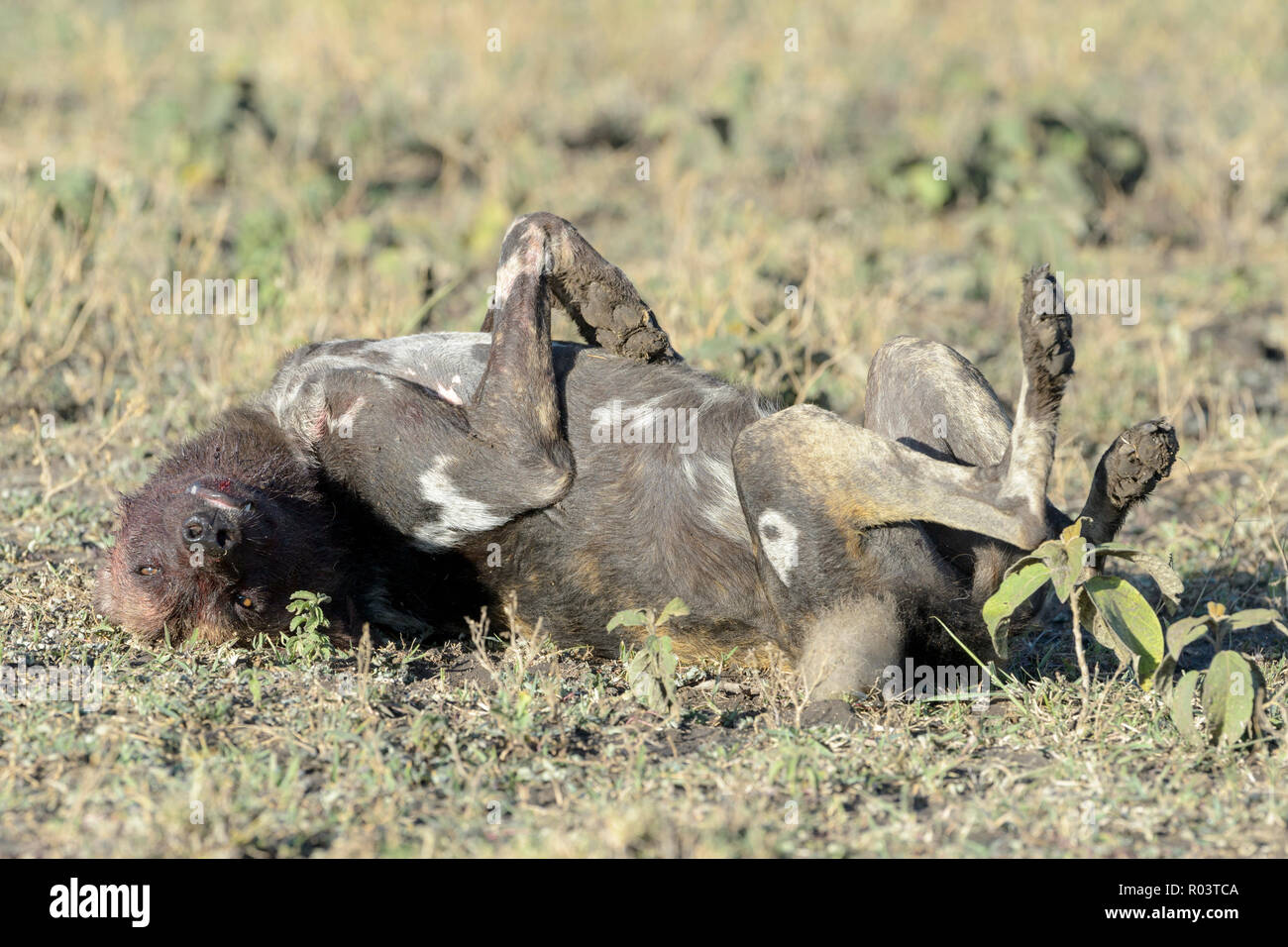 African Wild Dog (Lycaon pictus) laminazione presso il suo ritorno sulla savana, Ngorongoro Conservation Area, Tanzania. Foto Stock