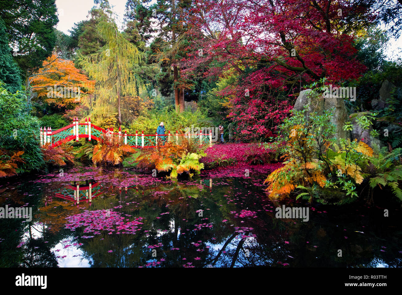 30/07/18 appena in tempo per la festa di Halloween, un tripudio di sangue rosso Colore di autunno telai China Garden a Biddulph Grange giardino, Staffordshire. Tutti i diritti Foto Stock