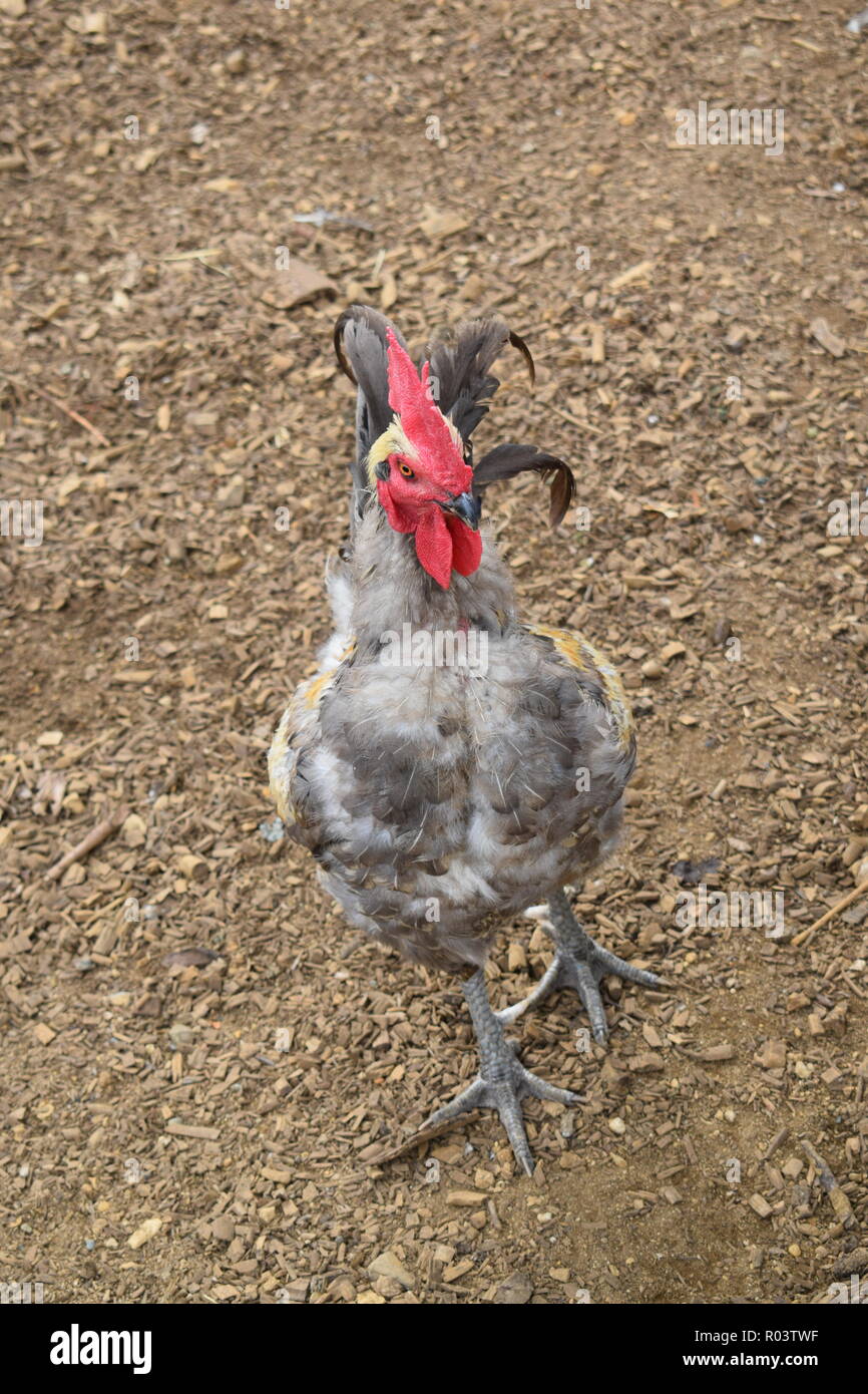 Bella Rooster Foto Stock