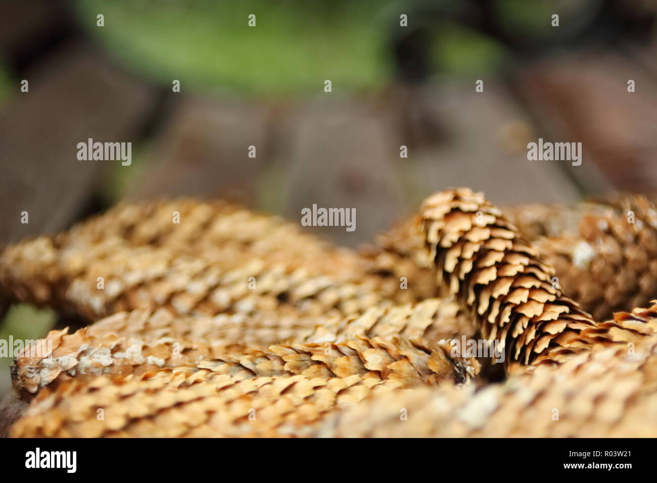 Pigne sulla panca in legno nella parte anteriore del telaio Foto Stock
