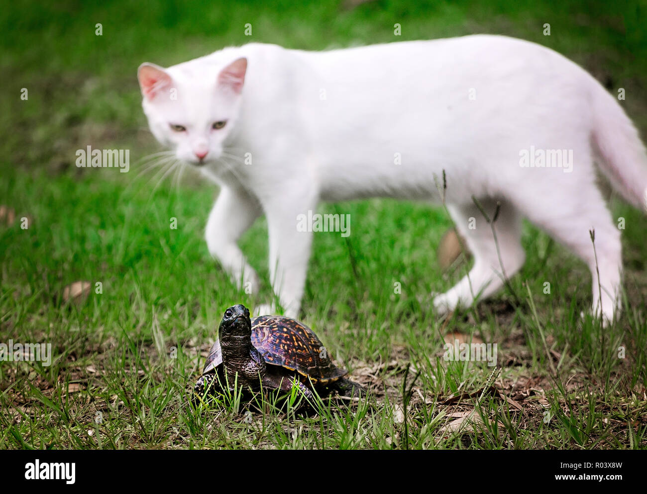 Un gatto orologi un golfo costa Tartaruga scatola come si attraversa un cortile, Giugno 24, 2017, in Coden, Alabama. Foto Stock