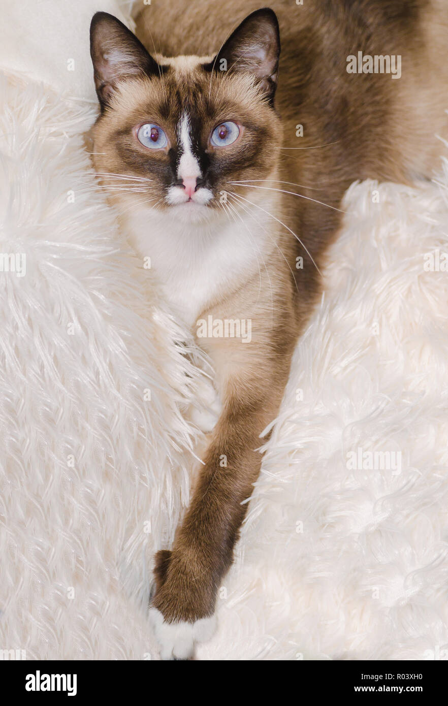 Twinkie, un due-anno-vecchio gatto siamese gatto, poggia su una coltre bianca, 30 ottobre 2015. Foto Stock