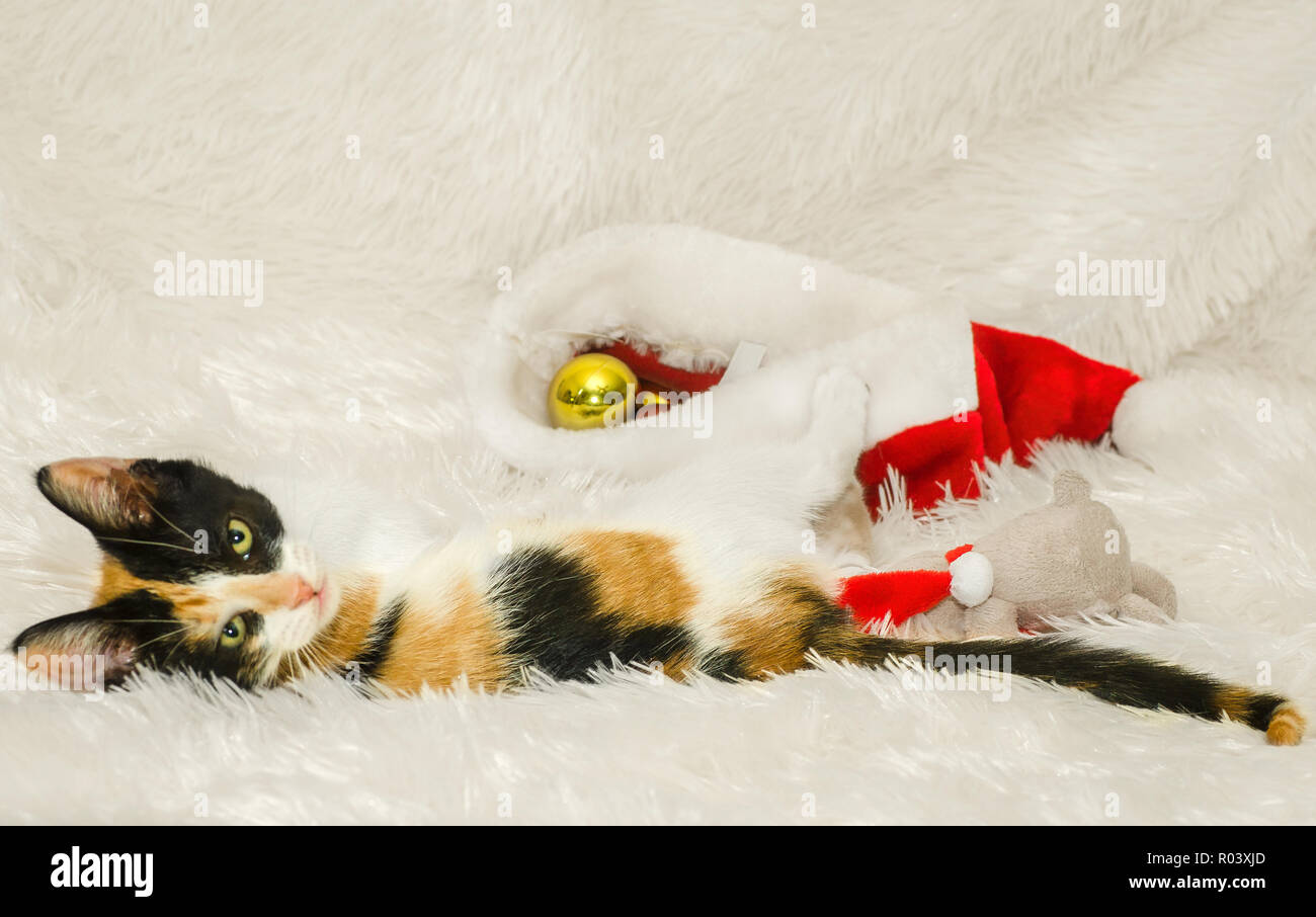 Zucca, una tre-mese-vecchio gatta calico, gioca con decorazioni di Natale, Dic 26, 2014, in Coden, Alabama. Foto Stock