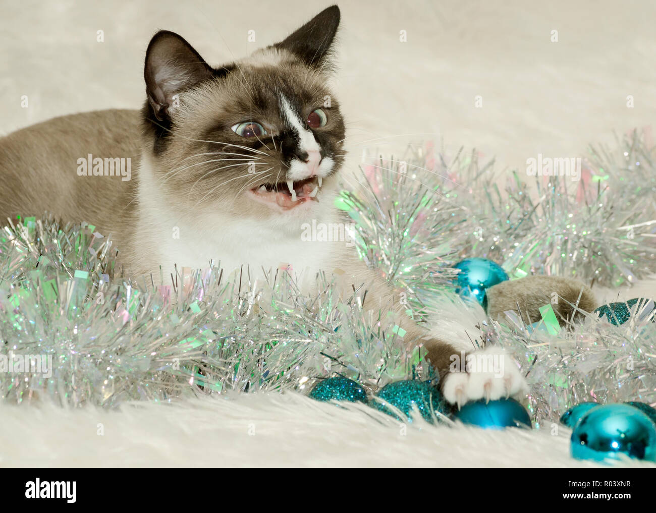 Twinkie, un uno-anno-vecchio gatto siamese gatto, gioca con decorazioni di Natale, Dic 26, 2014, in Coden, Alabama. Foto Stock