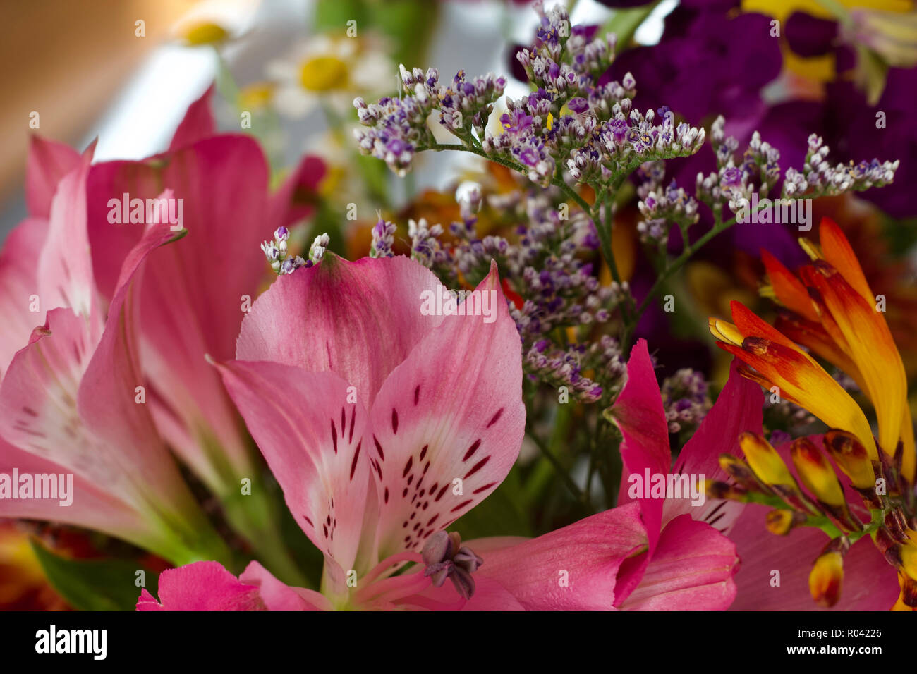 Vista macro di un bel colore rosa giglio peruviano fiori in una disposizione interna Foto Stock