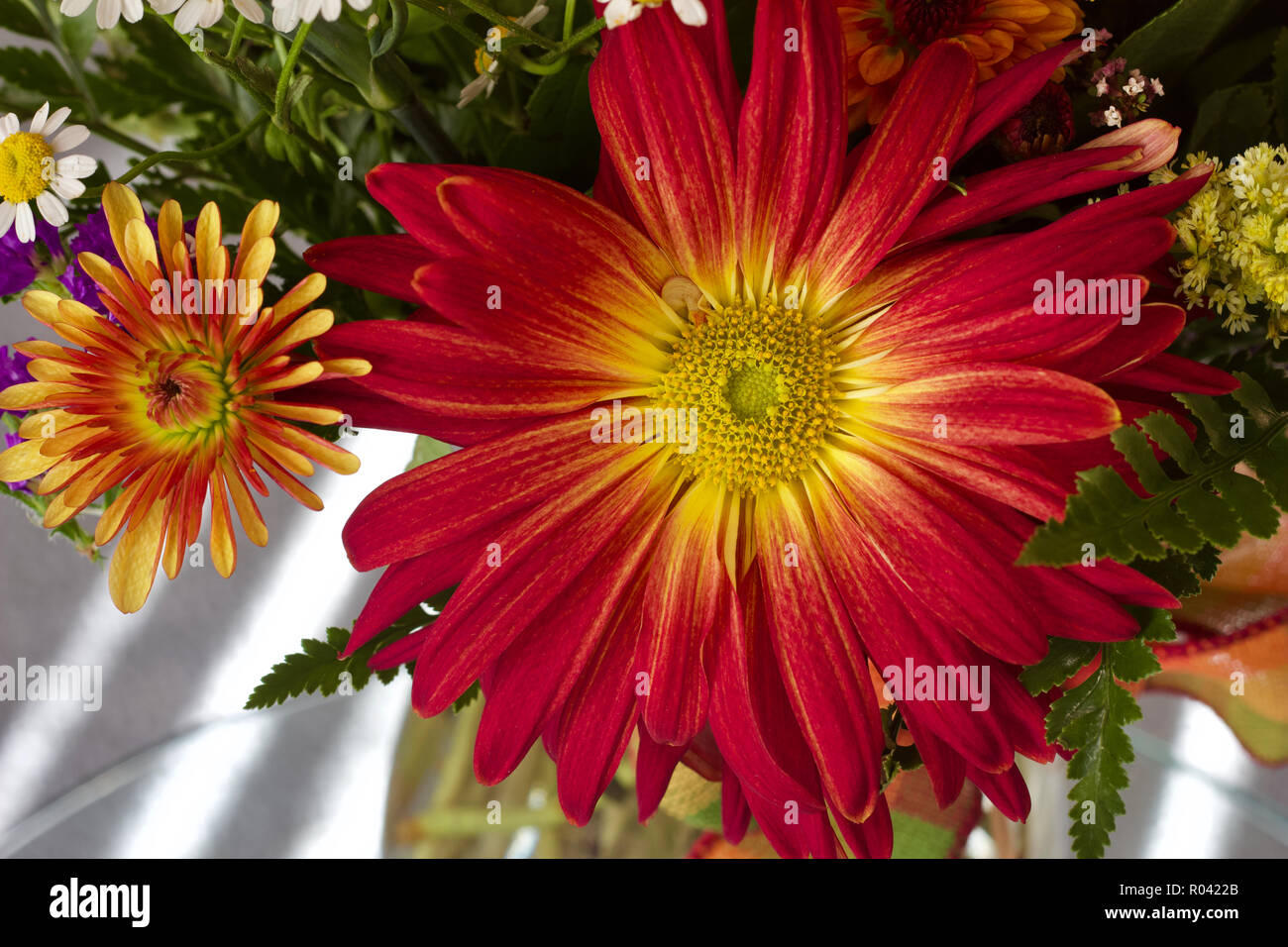Vista macro del bel rosso e giallo daisy-come il crisantemo o fiori di gerbera in una disposizione interna Foto Stock