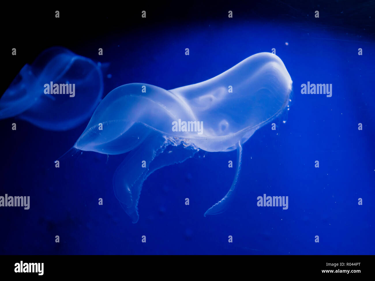 Traslucido aurita Aurelia (chiamato anche i comuni di meduse, luna meduse, moon jelly o saucer jelly) nuotare nel profondo blu dell'acqua. Foto Stock