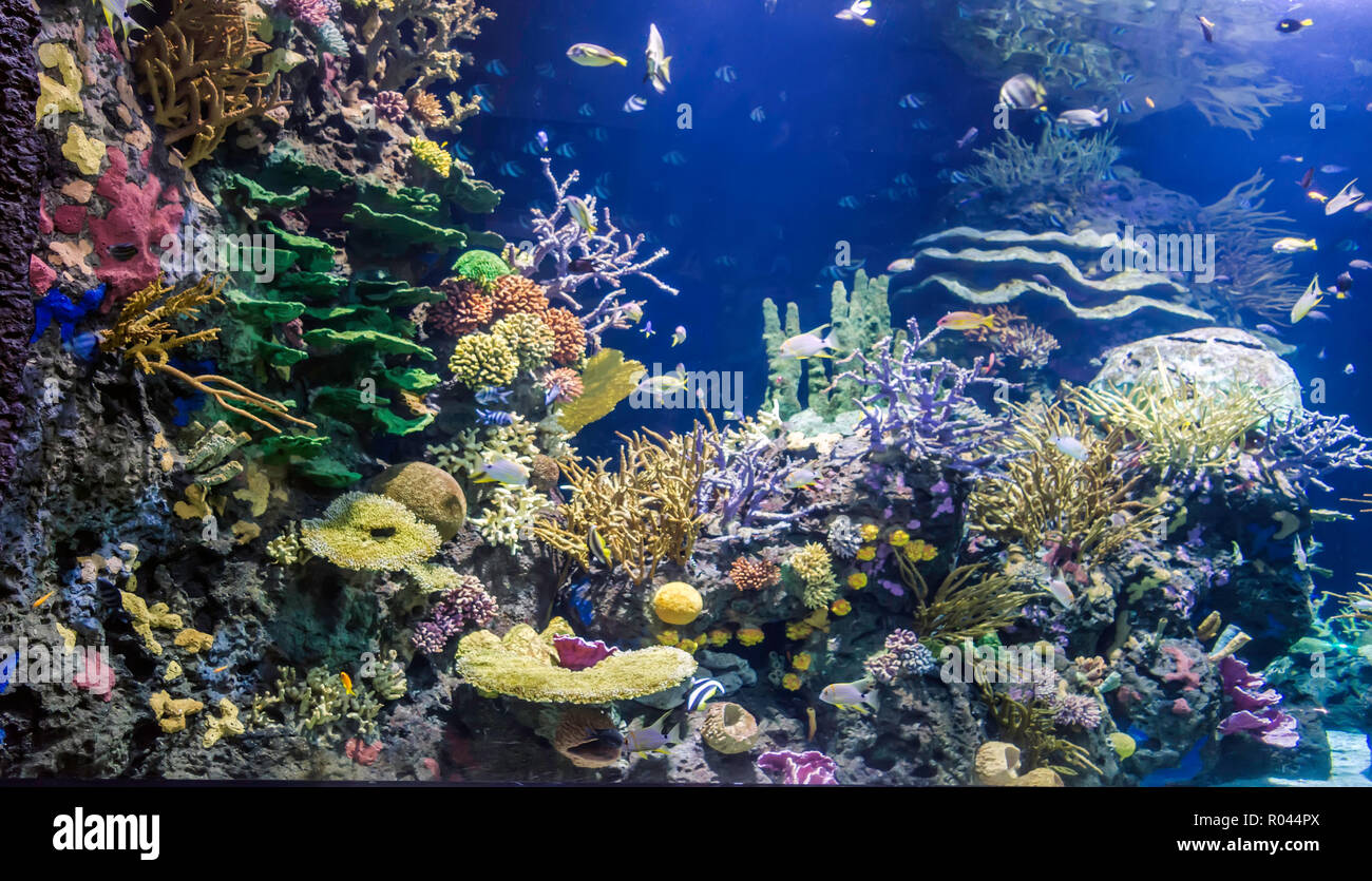 Oceano colorato acquario con motley pesci, coralli, piante e rocce. Foto Stock