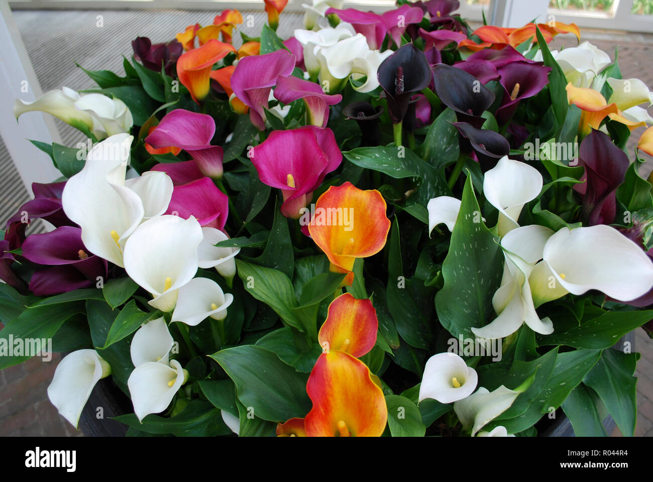 Bouquet di multi colore callas (arancione, viola, bianco, rosso, giallo). Tempo di primavera nei Paesi Bassi. Foto Stock