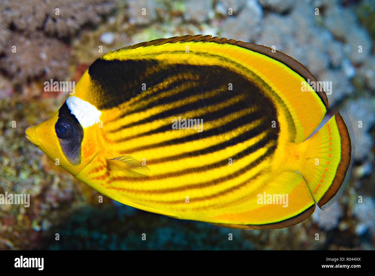 Tabak-Falterfisch (Chaetodon fasciatus), Marsa Alam, Ägypten | Raccon-Butterfly-pesci (Chaetodon fasciatus), Marsa Alam, Egitto Foto Stock