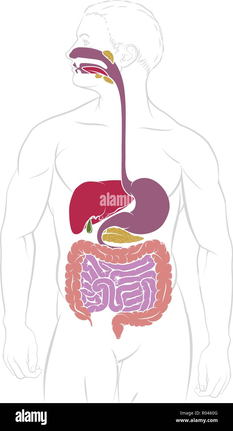 Sistema digestivo del tratto gastrointestinale schema Illustrazione Vettoriale