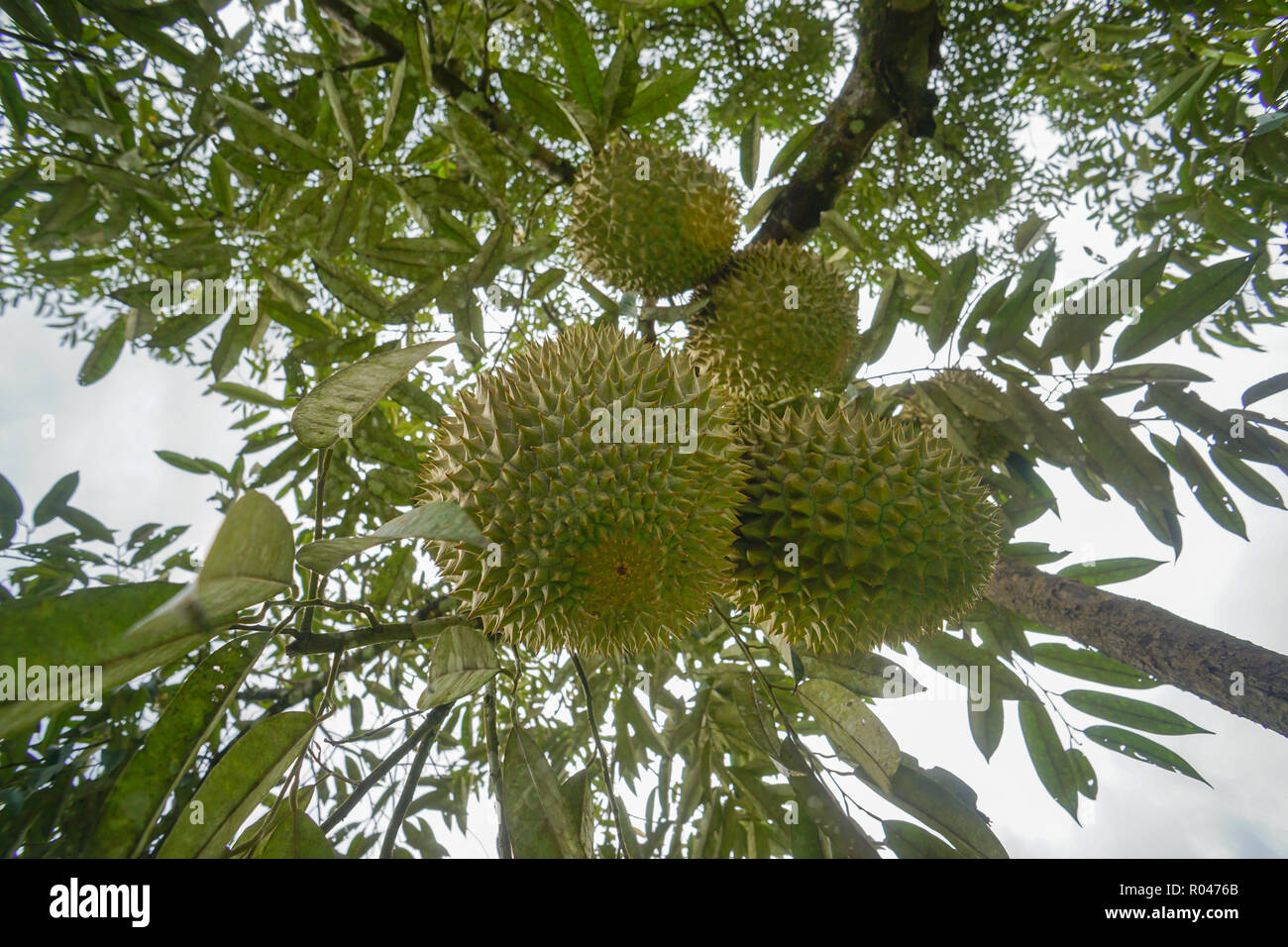 Re di frutti il Durian frutti a frutteto di Sabah Malaysia Foto Stock