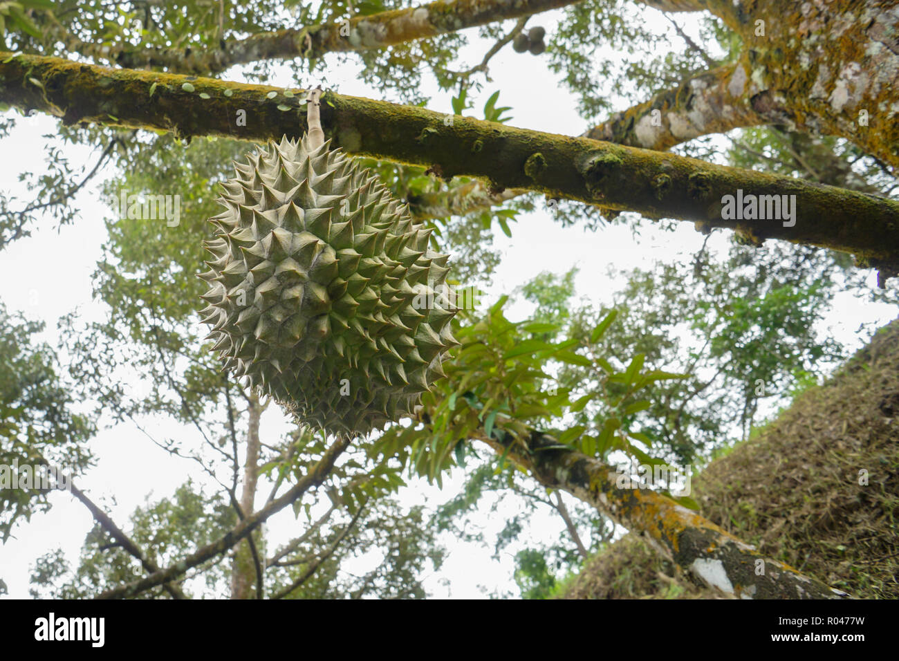 Re di frutti il Durian frutti a frutteto di Sabah Malaysia Foto Stock