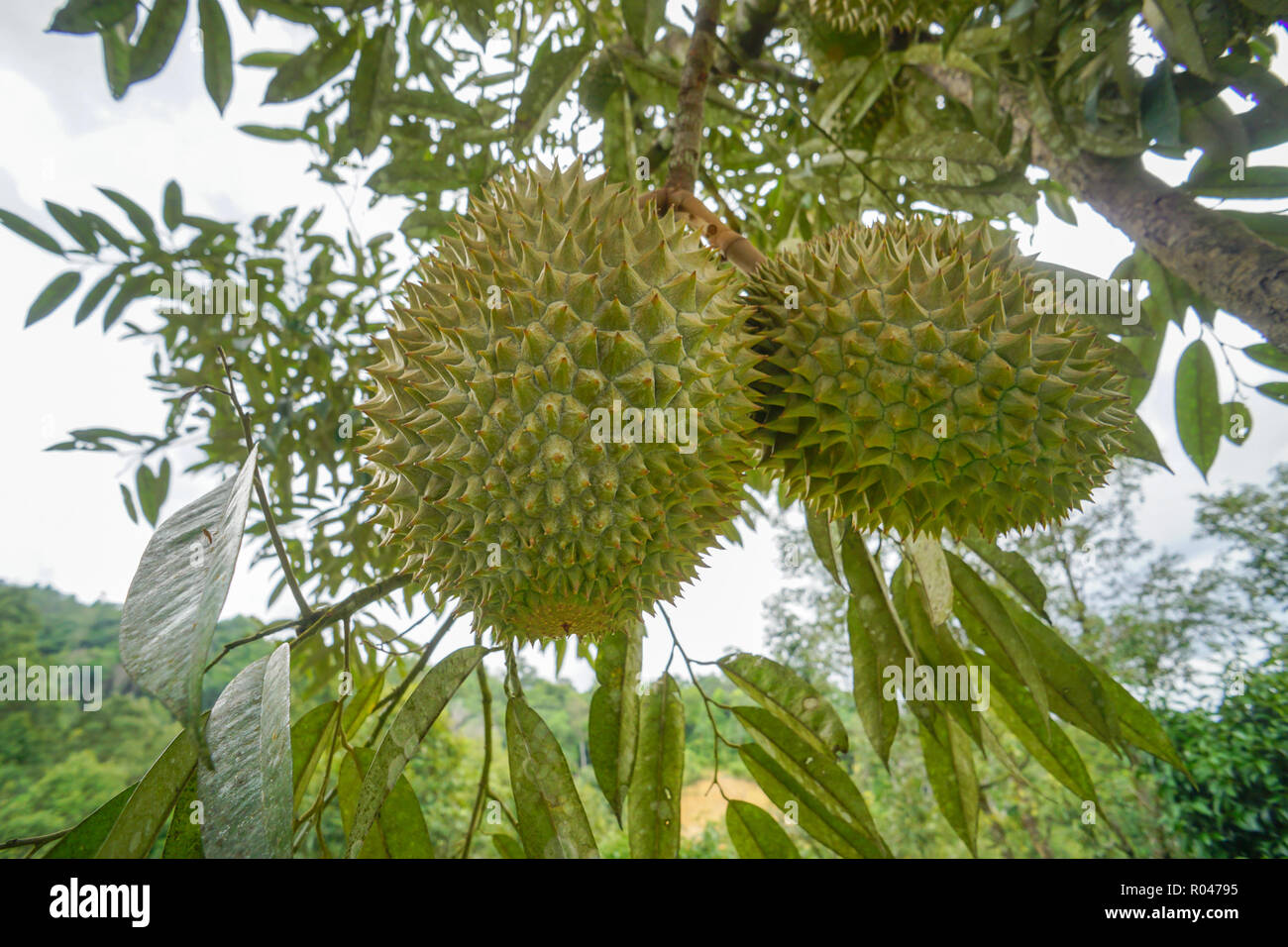 Re di frutti il Durian frutti a frutteto di Sabah Malaysia Foto Stock