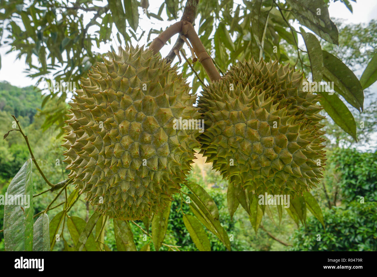 Re di frutti il Durian frutti a frutteto di Sabah Malaysia Foto Stock