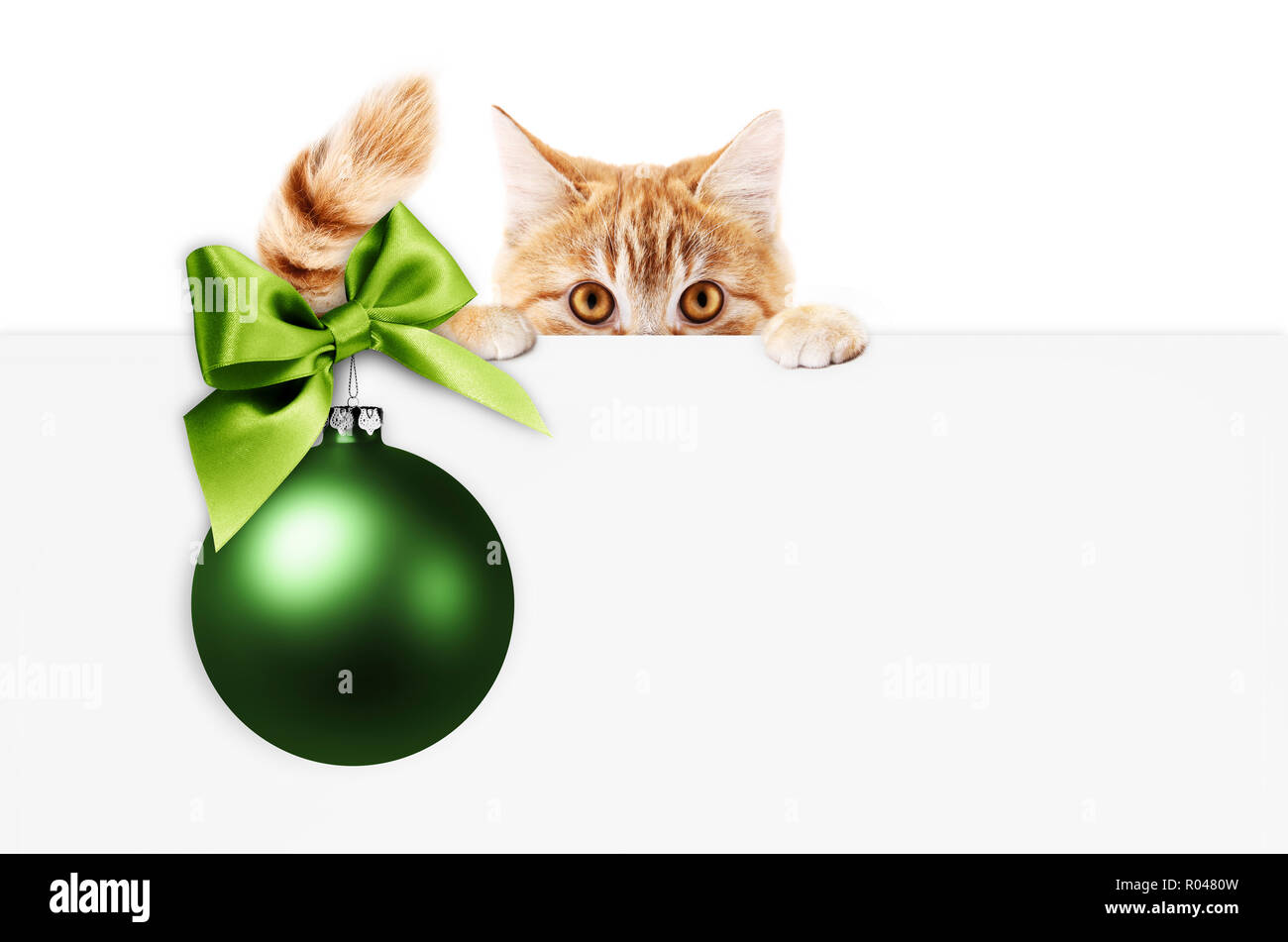 Buon Natale cartello o carta regalo per pet shop o clinica veterinaria, ginger cat mostra carta bianca con green xmas palla e nastro di prua, isolati su whit Foto Stock