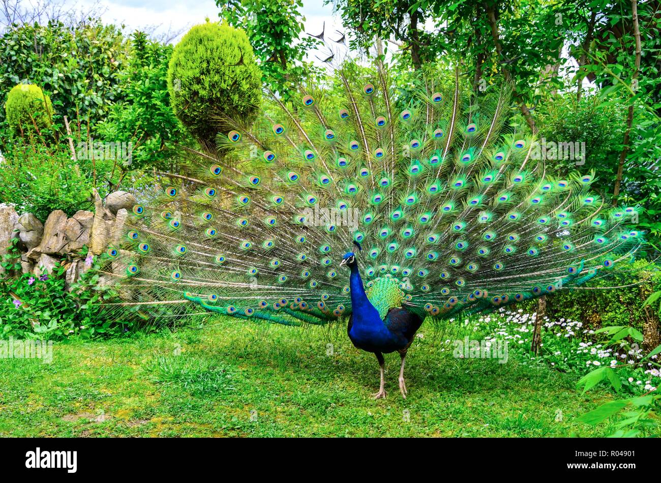 Peacock in condizioni naturali. Si può vedere una bella colorazione degli uccelli. Foto Stock