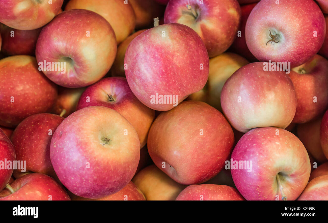 Mele fresche 'modi' varietà coltivata nel paese Mela Alto Adige, Italia  settentrionale. Apple adatto per frutta sciroppata Foto stock - Alamy