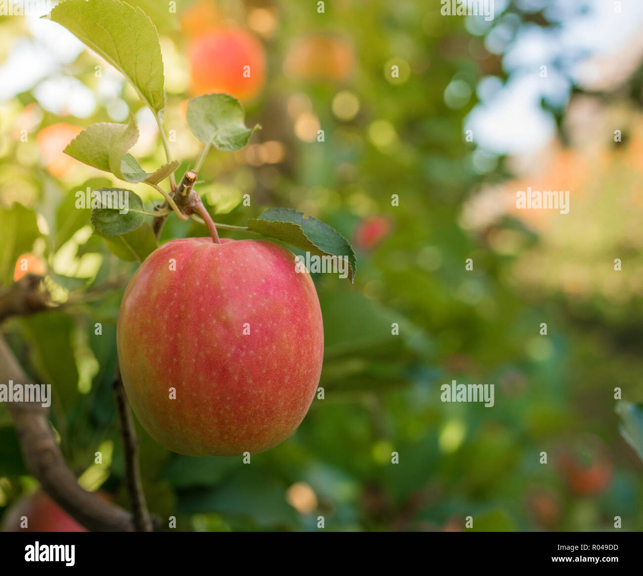 Mature Pink Lady mele varietà su un albero di mele in Alto Adige in Italia. Tempo del raccolto nel paese di apple in Alto Adige. Messa a fuoco selettiva Foto Stock