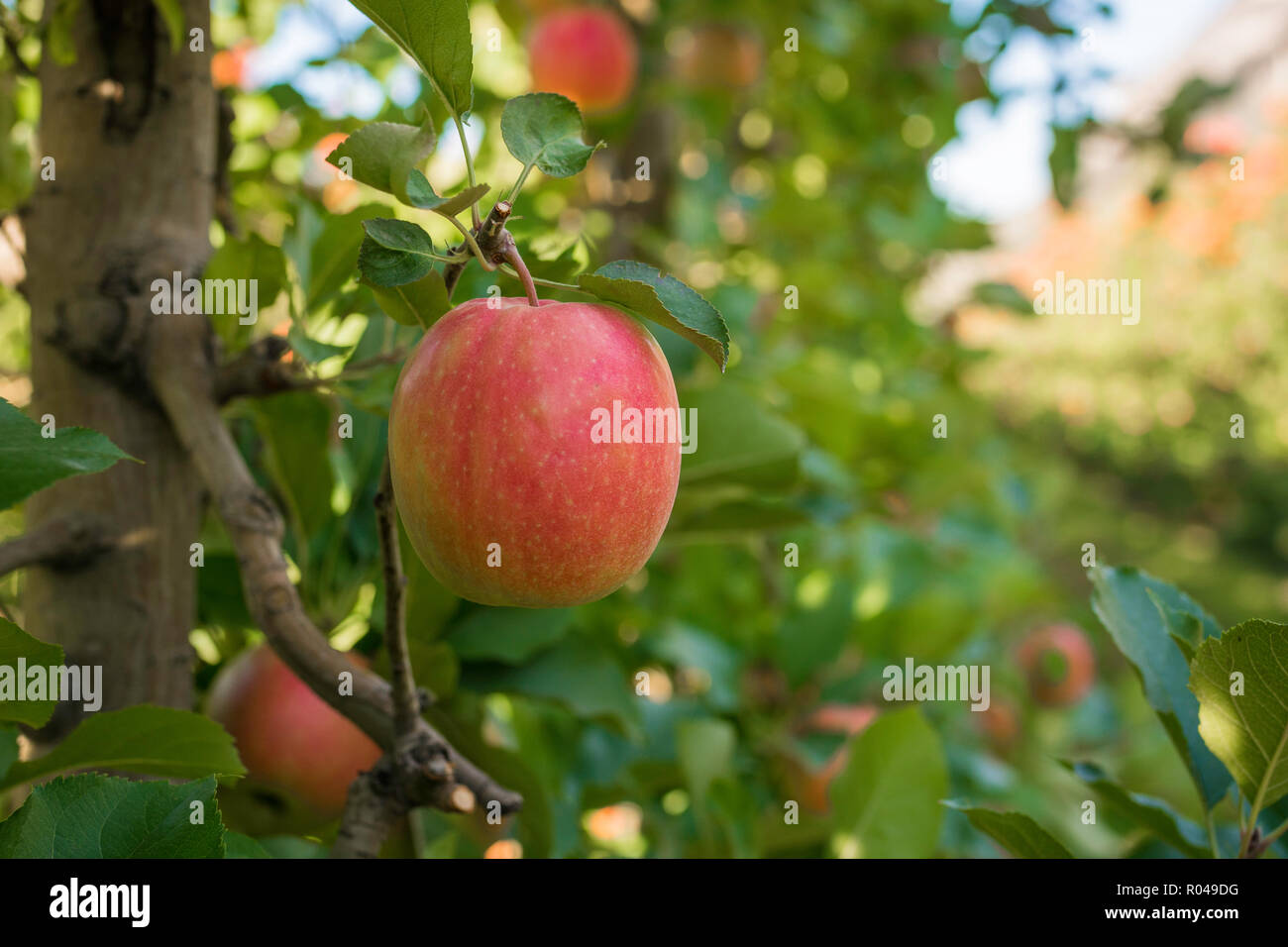 Mature Pink Lady mele varietà su un albero di mele in Alto Adige in Italia. Tempo del raccolto nel paese di apple in Alto Adige. Messa a fuoco selettiva Foto Stock