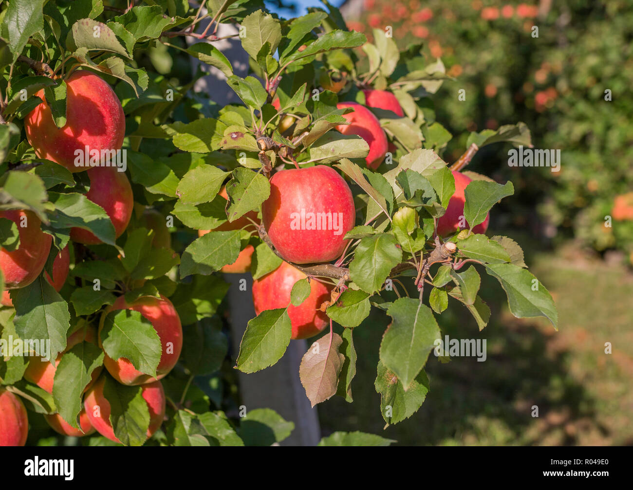 Mature Pink Lady mele varietà su un albero di mele in Alto Adige in Italia. Tempo del raccolto nel paese di apple in Alto Adige. Messa a fuoco selettiva Foto Stock