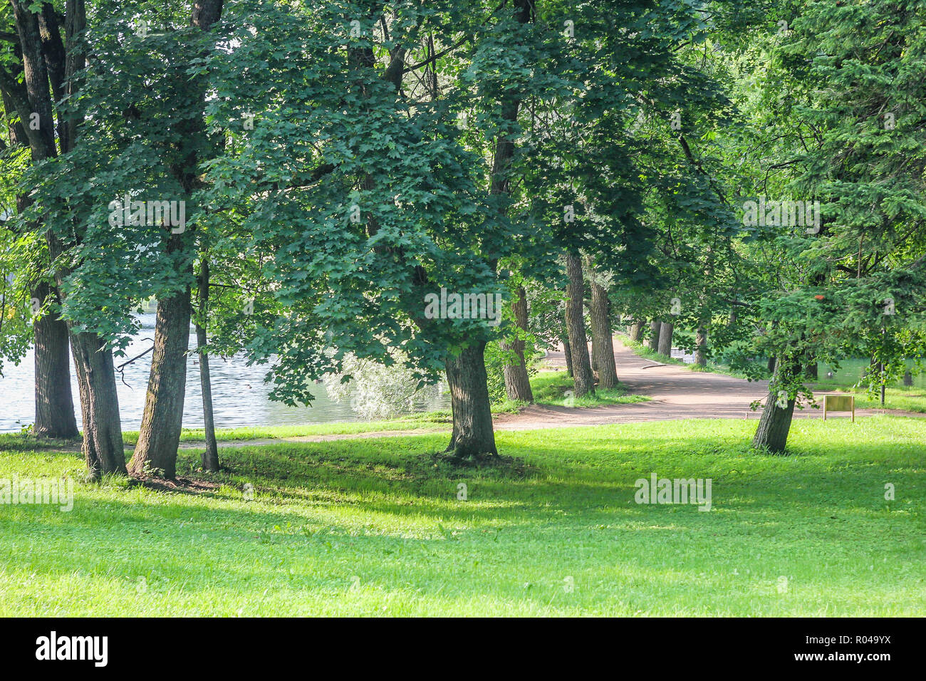 D'estate il parco. Sfondo parco d'estate. Natura luminosa, alberi con foglie verdi. A piedi in aria fresca Foto Stock
