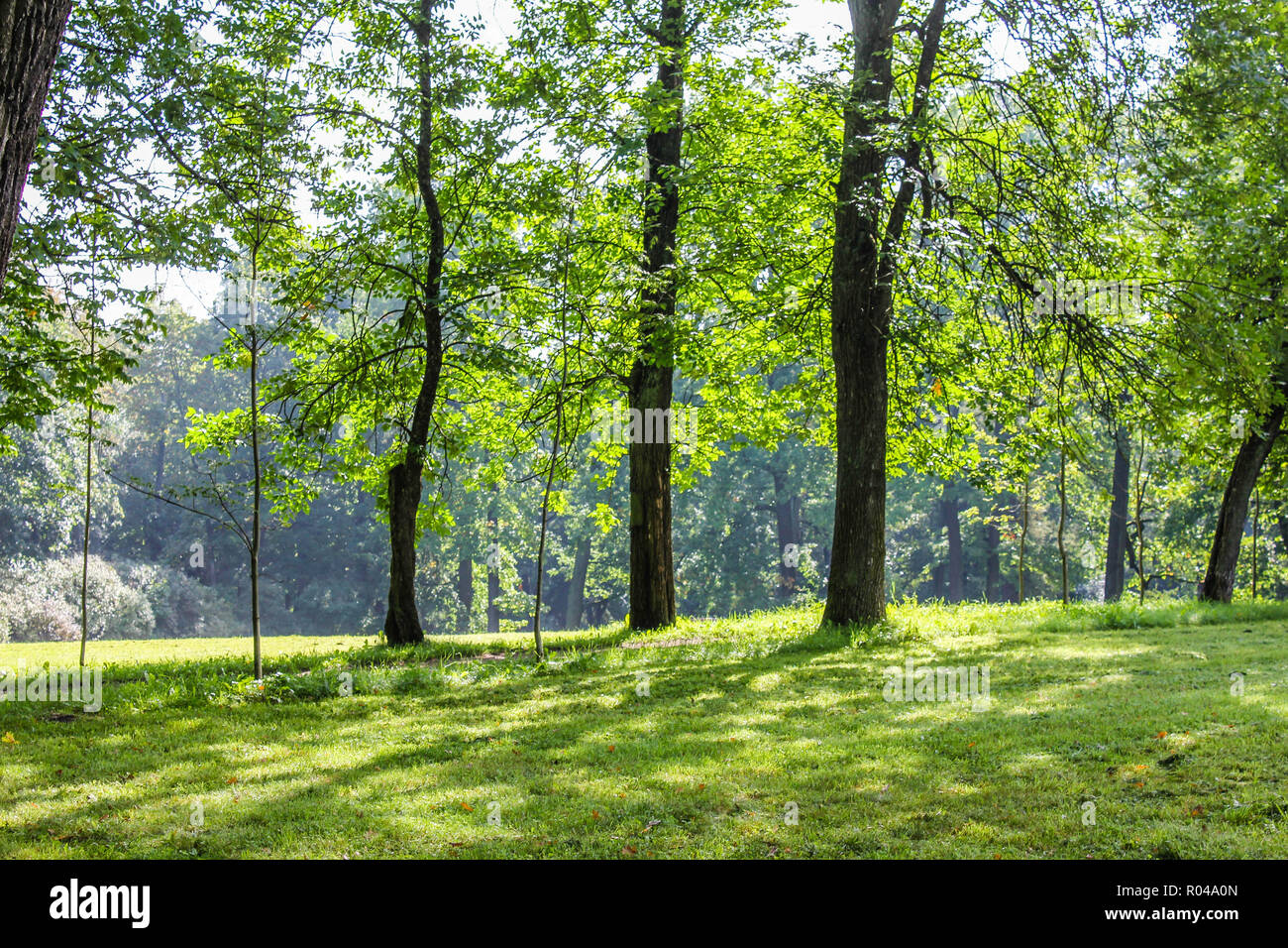 D'estate il parco. Sfondo parco d'estate. Natura luminosa, alberi con foglie verdi. A piedi in aria fresca Foto Stock
