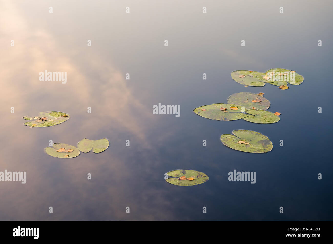 Chiudere fino dal giglio di acqua lascia con la luce della sera e acqua stagnante Foto Stock