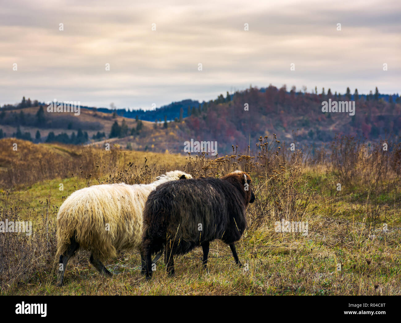 Paio di pecora corrono attraverso il prato di montagna. nuvoloso autunno Meteo Foto Stock