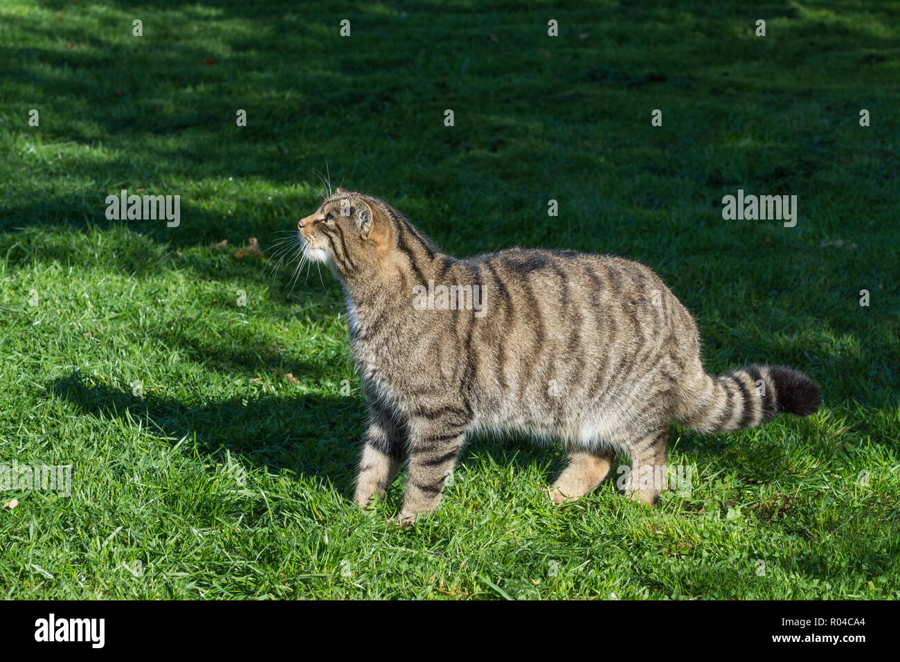 Scottish gatto selvatico (Felis silvestris grampia) captive Foto Stock