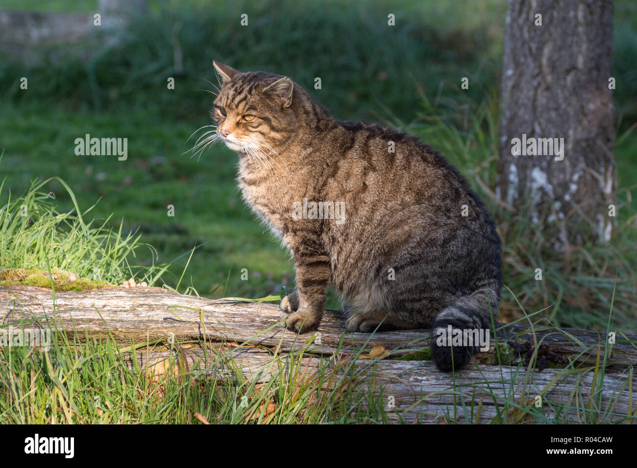Scottish gatto selvatico (Felis silvestris grampia) captive Foto Stock