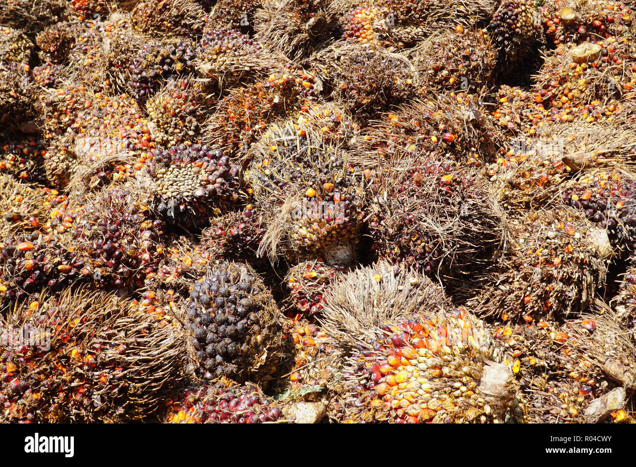 Chiudere di nuovo l'olio di palma frutti grappolo Foto Stock