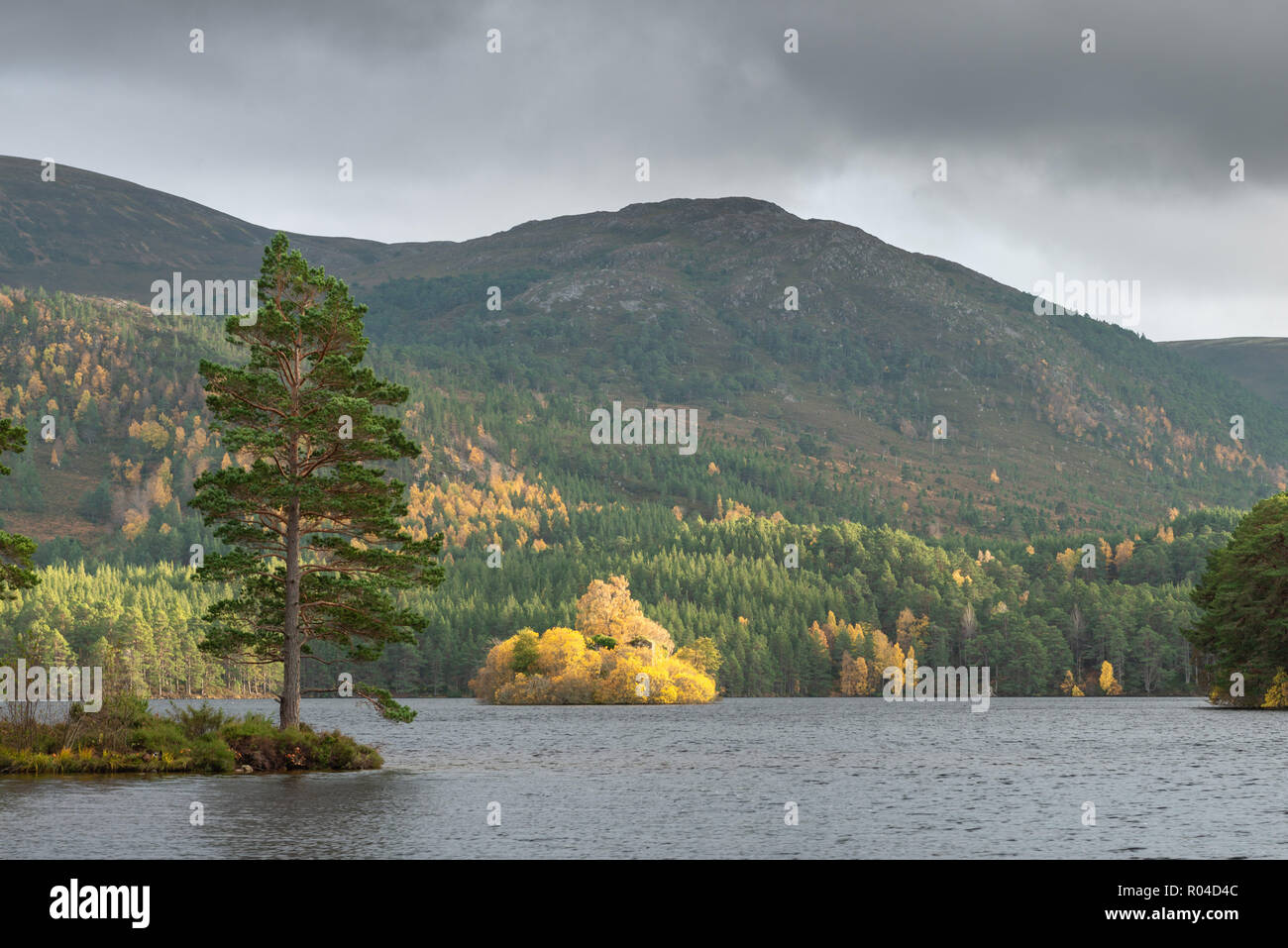Loch un Eilein, Rothiemurchus Estate in Cairngorm National Park nelle Highlands Scozzesi. Preso in autunno, quando i colori della struttura sono in una fase di transizione Foto Stock