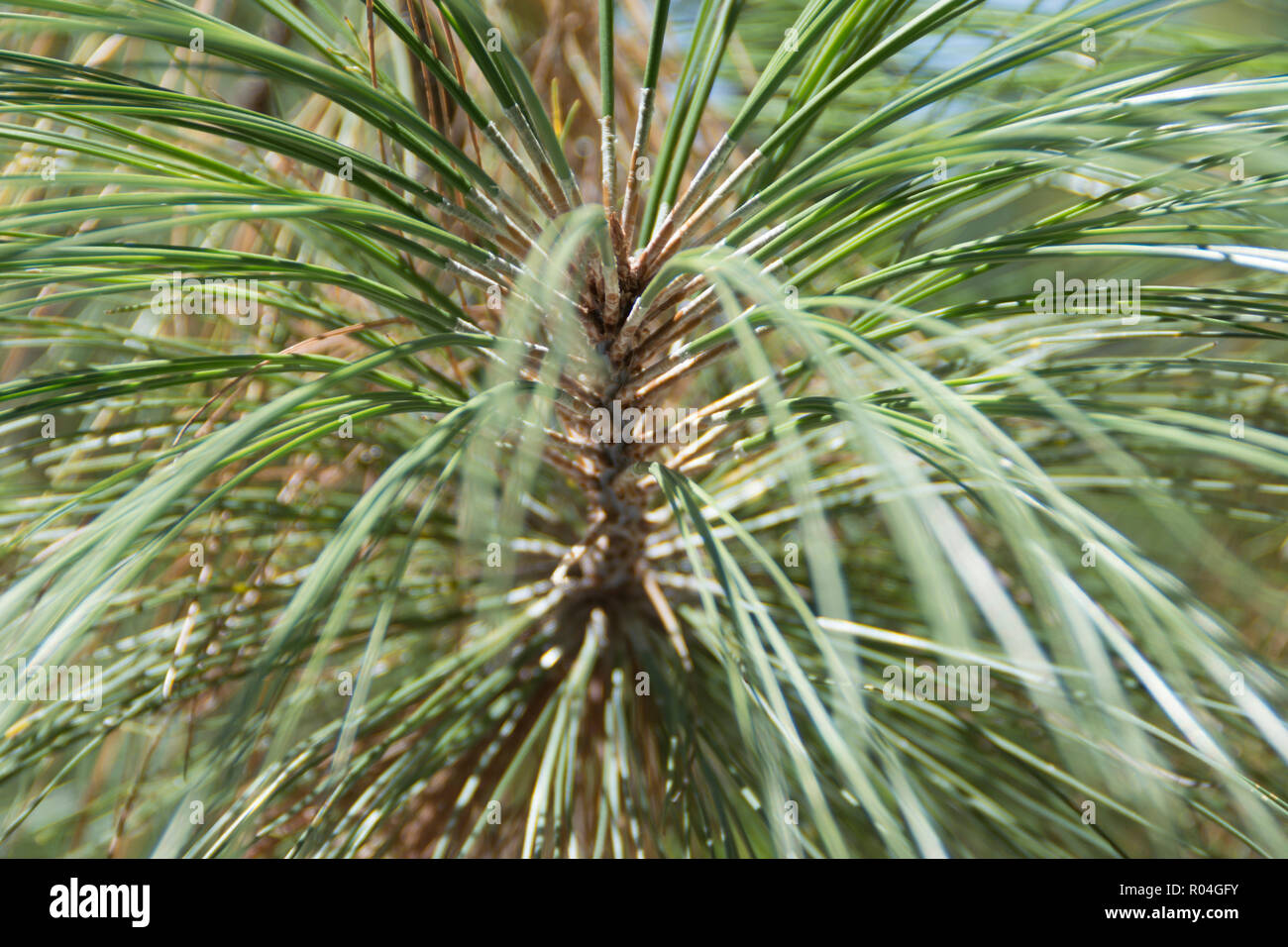 Le piante del deserto pinnus serotina Messico Foto Stock
