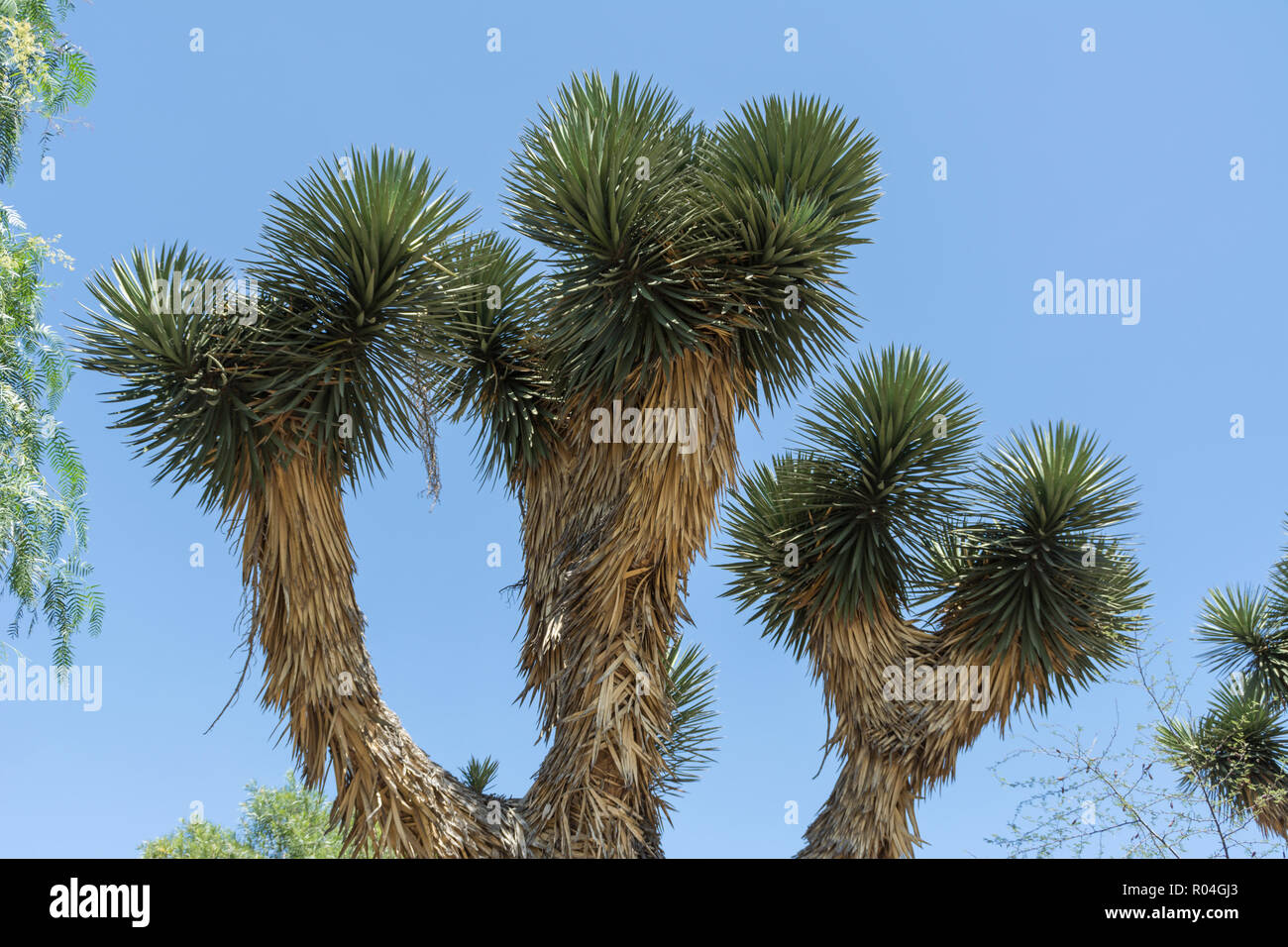 Yucca piante del deserto in Messico Foto Stock