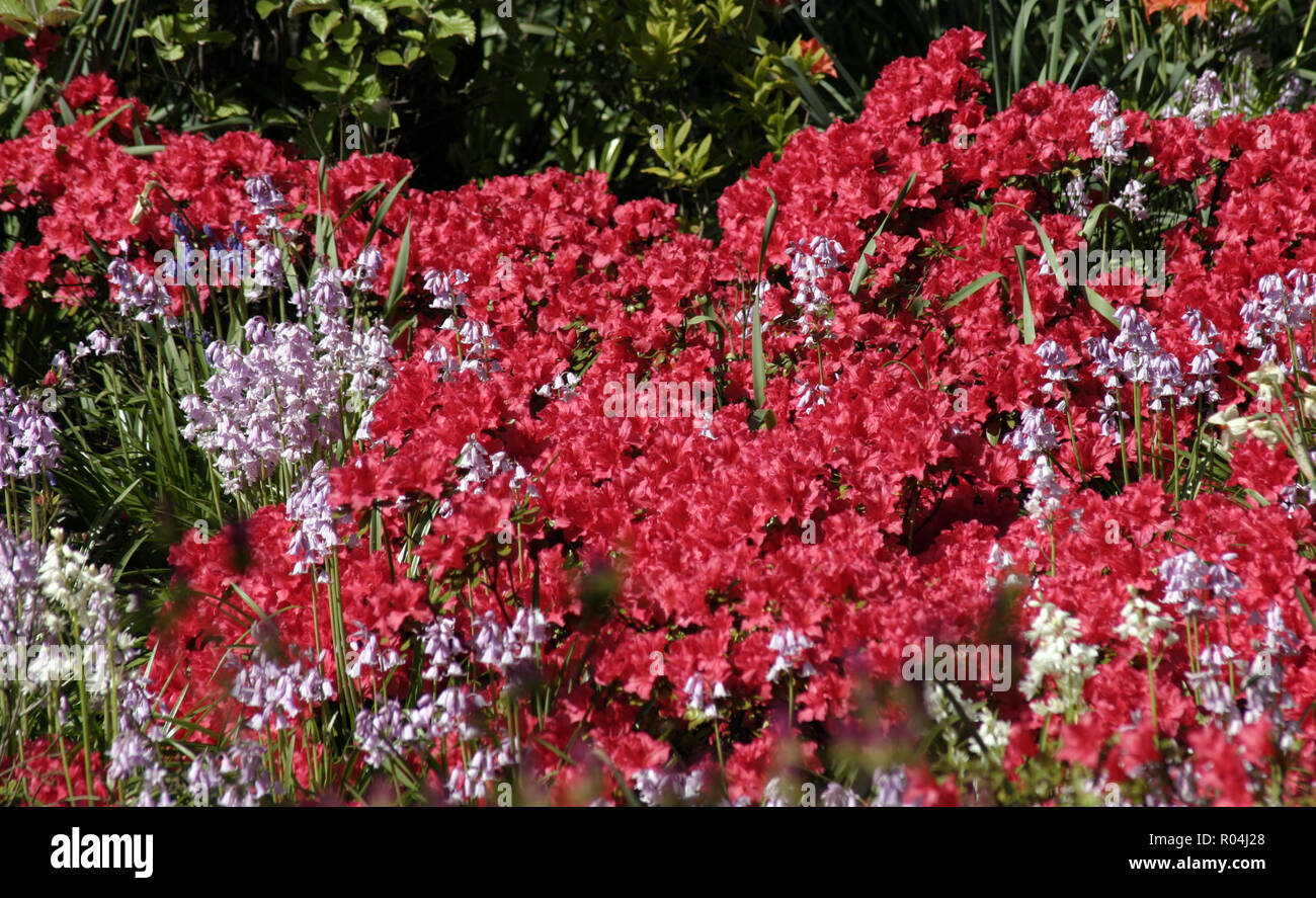 Un tappeto di fiori rossi in piena fioritura in un parco locale. Foto Stock