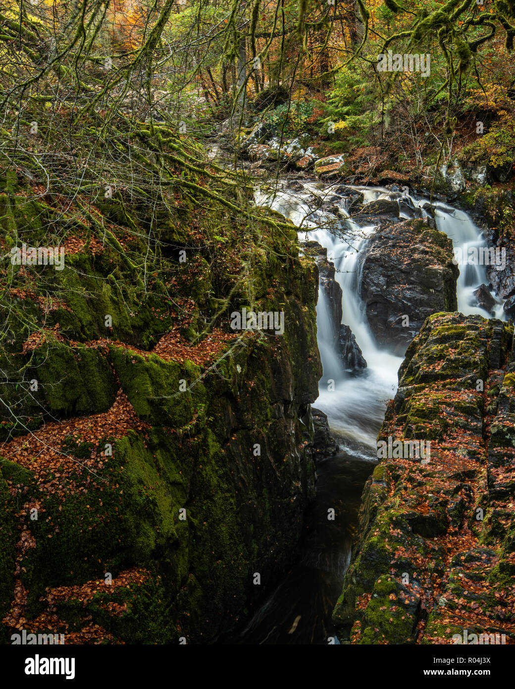 I colori dell'Autunno su nero Linn cade all'Eremo sul fiume Braan vicino a Dunkeld in Perthshire Foto Stock