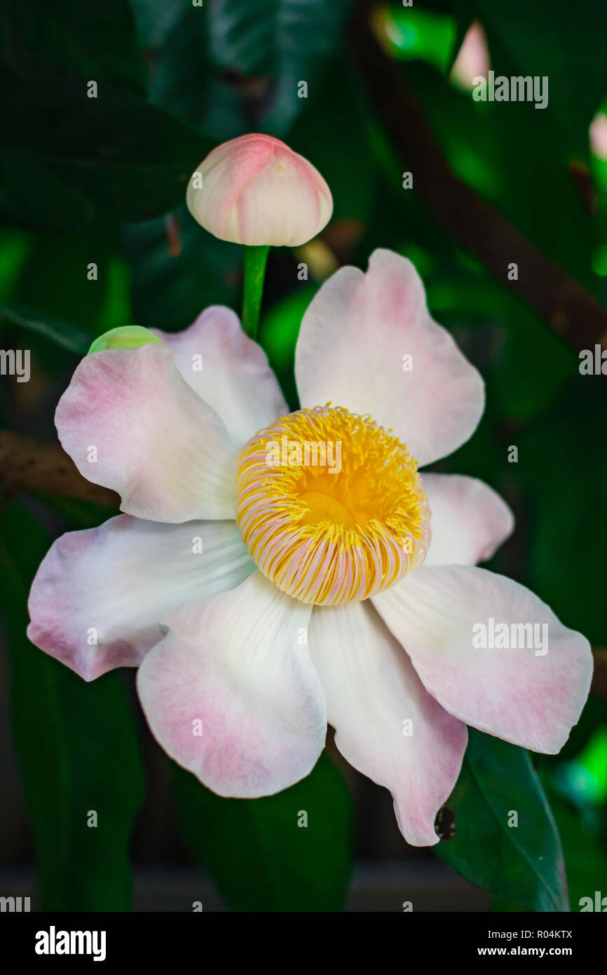 Gustavia gracillima, gustavia Bianco, Bianco fiore di loto a casa. Foto Stock