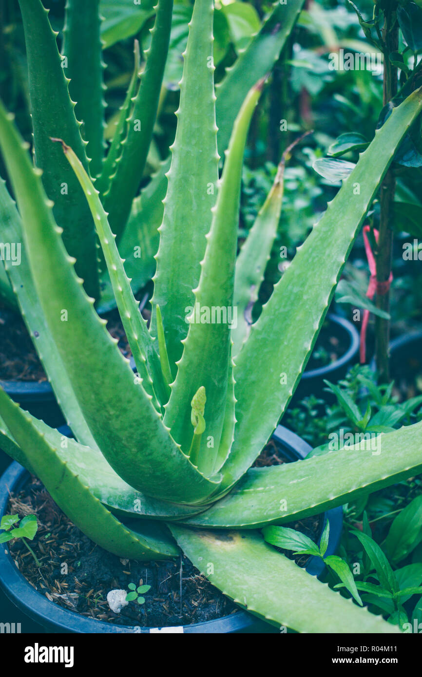 Aloe vera è tropicale piante verdi, Aloe vera è un modo molto utile per la medicina di erbe. Foto Stock