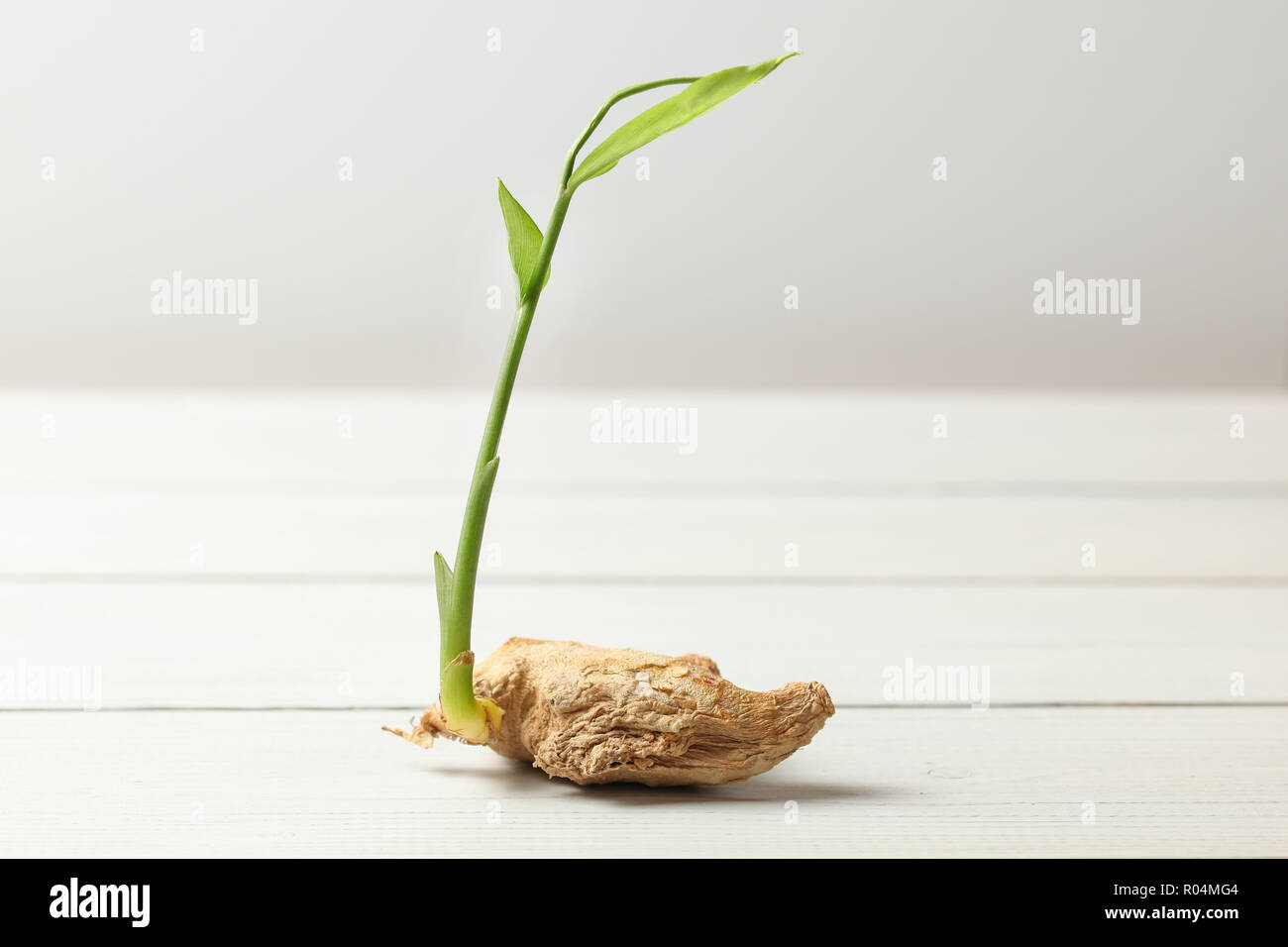 Asciugare lo zenzero (Zingiber officinale) root con il germoglio verde, sulle schede di bianco e lo sfondo. Foto Stock
