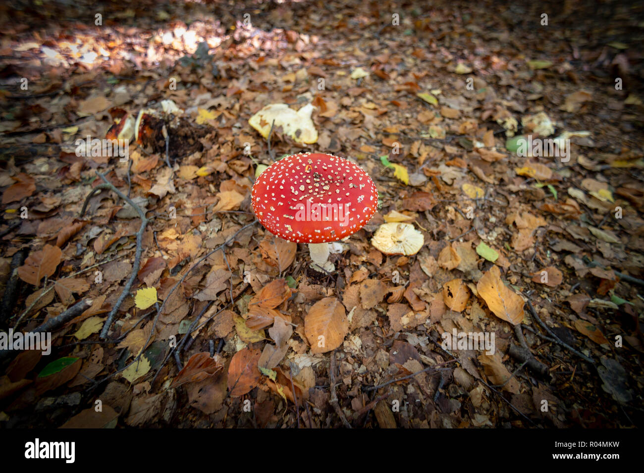 Rosso fungo tappato da sopra Foto Stock