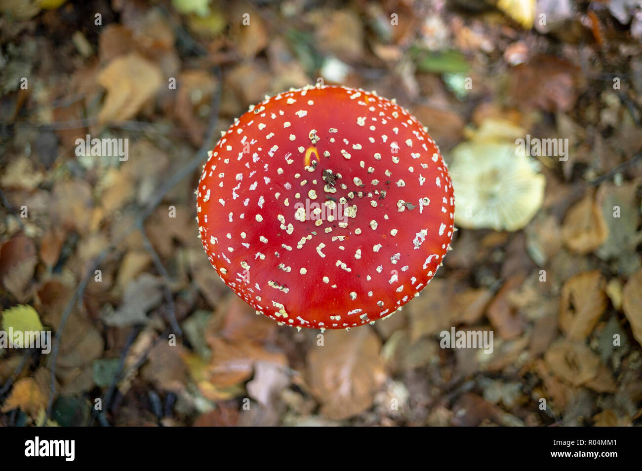 Rosso fungo tappato da sopra Foto Stock