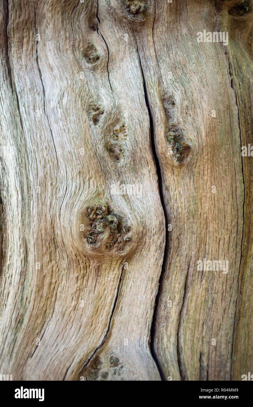 Bella textured tronco di un vecchio albero in una foresta Foto Stock